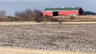 International Moni Trotting Filly - Moni Ellen @standardbreds