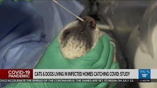 Dogs and cats living in COVID-19 infected homes can catch the disease