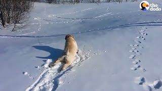 Lab Won't Stop Sliding Down Snowy Hill