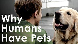 What Pets Teach Us About Life - Why Humans Like Having Pets