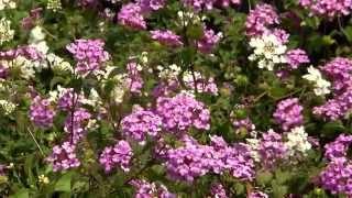 Lantana montevidensis add color to your landscape