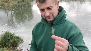 Как ловятся белорусские креветки в Белоозёрске