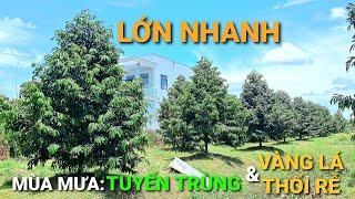 MÙA MƯA: LỚN NHANH-SẠCH TUYẾN TRÙNG-HẾT VÀNG LÁ THỐI RỄ @SAURIENGMIENTAY