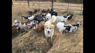 Once in a lifetime sheep, goat and guardian dog package available!