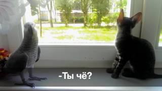 Попугай жако против кошки: кто кого?