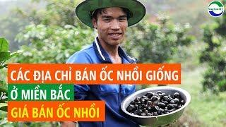 Giá bán ốc nhồi 2023, Các địa chỉ bán Ốc nhồi giống miền Bắc | NongLam.NET