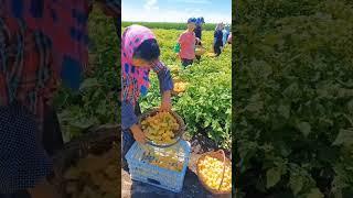 Golden Berry ( Physalis peruviana ) Harvest #satisfying #shot