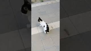 Смешной котёнок мяукает Мяу  Funny feral kitten meowing Meow  Lustige katzen  Gato gracioso  面白い猫