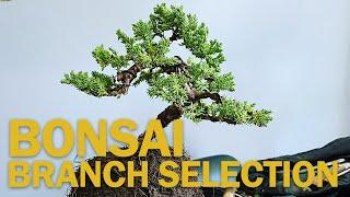 Bonsai Branch Selection : How to Create a Bonsai from Nursery Stock