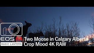 Two Moose and a Gimbal | Canon EOS M | Magic Lantern Crop Mood 4K RAW | Calgary Alberta