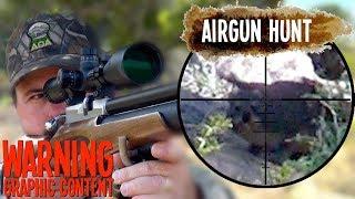 Hunting Porcupine and Hyrax with Airguns