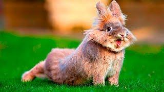 Смешные кролики 2 - Funny rabbits - Подборка приколов