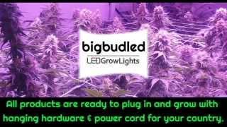 Find A Reliable LED Grow Lights Supplier For Germany