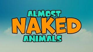 Almost Naked Animals (2024) - Opening/Intro/Theme Song