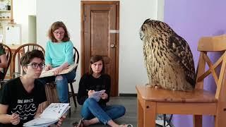 4 important reasons not to get a pet owl