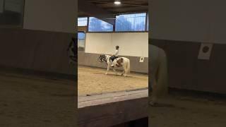 Vorstellung meiner Pferde!  Reitest du?  #equestrian #pferde #shortvideo #horse #shortsfeed