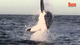 Flying Shark  Great White Breaches Off South Africa's Coast