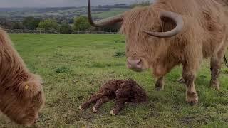 FIRST MOMENTS -  NEWBORN Highland calf - first wobbles , first steps. Dale farm PEAK DISTRICT