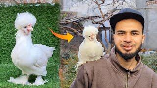 Fancy Chicken Breeds Collection | Beautiful Hens Farming