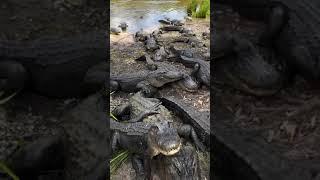 They’re_a_hungry_lot!__@australianreptilepark___#Alligator_#American_#AmericanAlligator_#Gator__