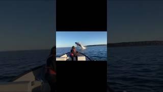 Biggest whale Jump in the water