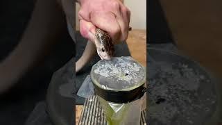 Cobra venom extraction