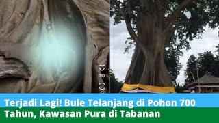 VIRAL! Bule Telanjangg di Pohon 700 Tahun di Kawasan Pura di Tabanan Bali #viral