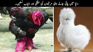 10 Chicken Breeds you Won’t Believe Actually Exist! | TOP X TV