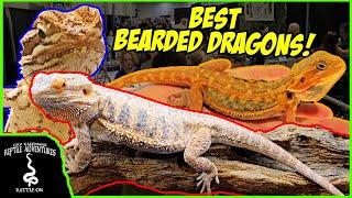 BEST BEARDED DRAGONS AT THE DALLAS  NARBC APRIL 2024!