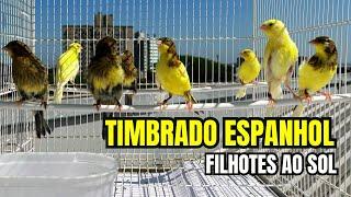 REPRODUÇÃO 2024: FILHOTES de Canários TIMBRADO ESPANHOL no banho de SOL