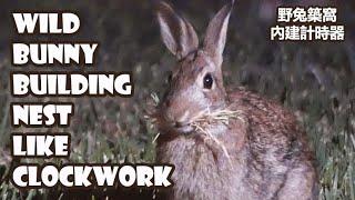 Wild bunny building nest like clockwork | Rabbit haystache