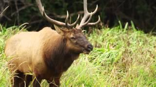 Roosevelt Elk Calls