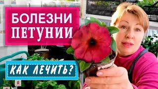 ПЕТУНИЯ. Почему желтеют и сохнут нижние листья? Что предпринять?