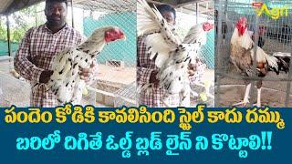 Pandem Kollu Farm | పందెం కోడికి కావలిసింది స్టైల్ కాదు దమ్ము.. బరిలో దిగితే..!! Tone Agri