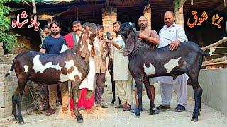 Giant Breader Goats Of Ismaaeel Gujjar - Big Goats 2024