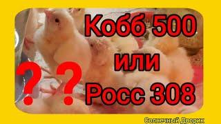 Бройлер Кобб 500 или Росс 308? Как определить в суточном возрасте. Кобб или Росс лучше для меня?