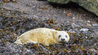 Nature Takes Over an Abandoned Military Island | After We've Gone | BBC Studios