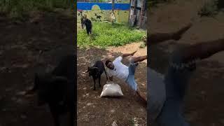 KAMBING VS MANUSIA mau Ketawa Takut Dosa @viralhog