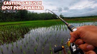 CASTING GABUS DI SAWAH TERNYATA IKANNYA PADA NGUMPUL DISINI