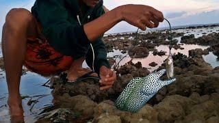 Fishing for moray moray eels using mullet bait, the resistance is extraordinary