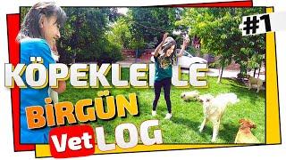 KÖPEKLERLE BİR GÜN GEÇİRMEK.!  (Pet Otel VLOG'u)  ONLARCA KÖPEK !!