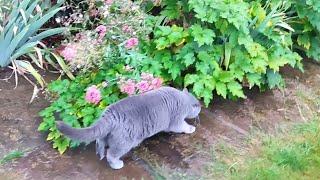 Cat Walk In The Rain