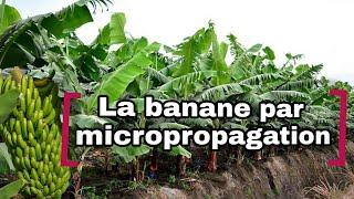 La production de la banane grâce à la micropropagation