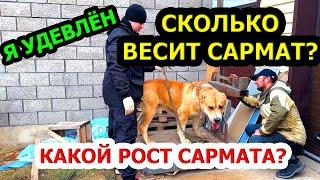 Сколько весит Алабай Сармат?  Сколько рост в холке?  Серёгины собаки