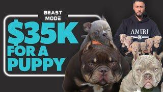 $35000 For A Dog! Why Are Micro Bullies So Expensive?