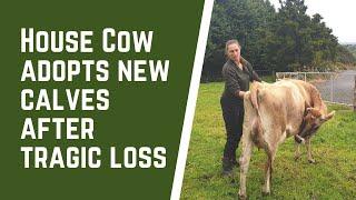 Beautiful House Cow adopts new baby calves after tragic birth where her calf doesn't survive.