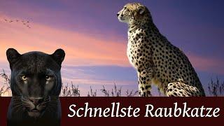 Der Gepard - Schnellste Raubkatze der Welt