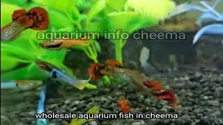 aquarium fish @aquariuminfo @scottsreality @mavigadgets @masteraquatics @monsterfishking @petsswag