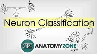 Types of Neurons by Structure - Neuroanatomy Basics - Anatomy Tutorial