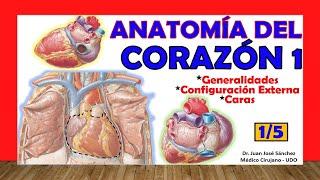  Anatomía del CORAZÓN 1/5 - Generalidades, Caras y Configuración Externa